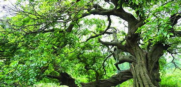 视频揭秘：树干生根的奇妙过程