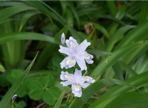 蝴蝶花怎么养？家庭养法有哪些技巧