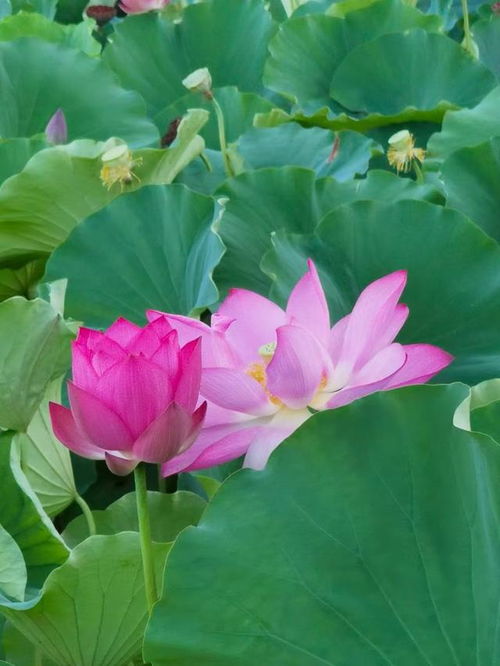 花骨朵儿的神秘面纱