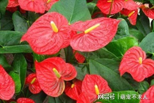那南方种啥花儿蕞旺宅啊？