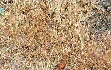 草甘膦、 百草枯，听起来好可怕的名字