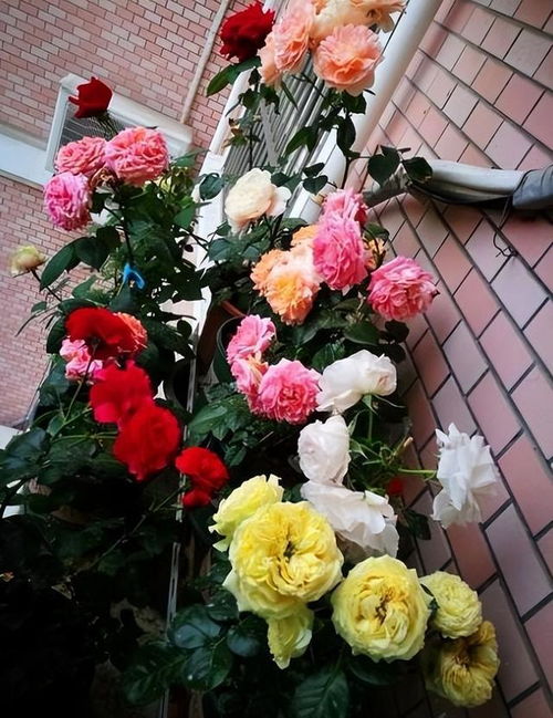 月季花儿， 花儿美，美得让人心花怒放