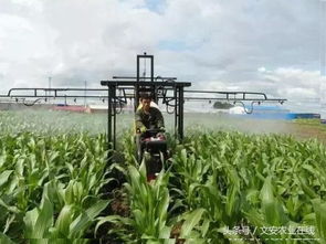 谷子田里的“小清新”