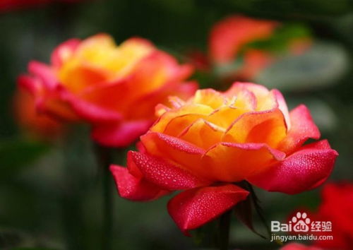 立秋过后月季养护进入高峰期