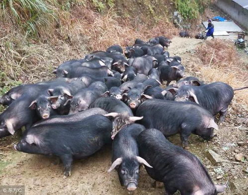 母猪产后恢复慢67%，为何猪场忽视掏产危害