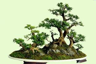 多样的种植方式