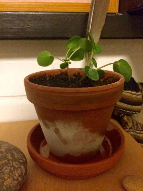 调酸实战：让蓝绣球重焕梦幻蓝