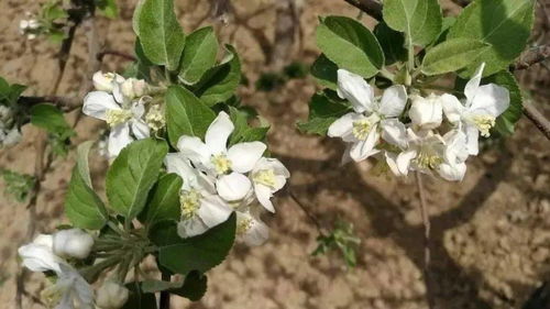 开花前后水肥得跟上