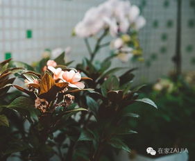 香水百合怎么养？新手也能养爆盆的秘诀是什么