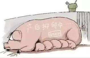 母猪产后护理要点：保暖、观察、喂食、清洁