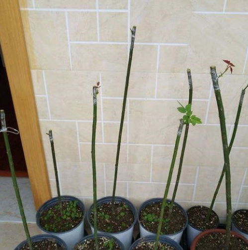 嫁接后注意事项，保湿是关键