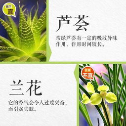 植物养护上门服务，您是否期待专业呵护