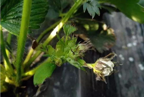 草莓园里的蜗牛大作战：如何保卫果实