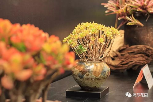 植物知道些什么？它们如何感知环境