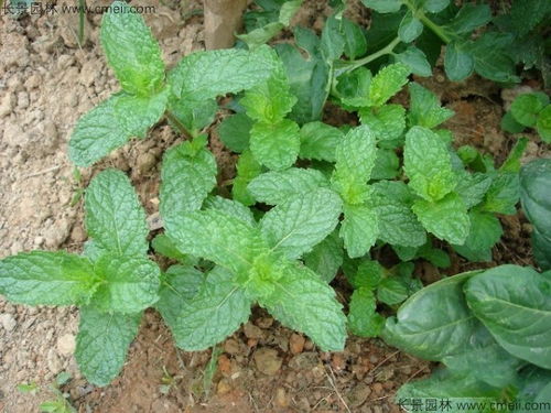 种植薄荷， 阳光和土壤是关键