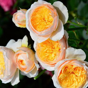 玛格丽特王妃月季：花香四溢的美艳之花