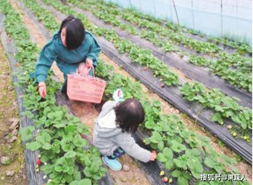 高海拔地区的植物美学