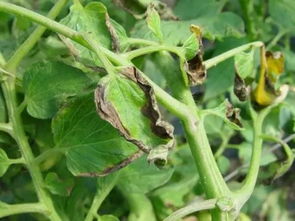 若连续使用多次会造成严重落叶。