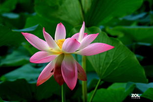 九月份的荷花，会是啥样呢？