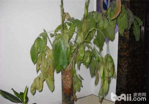 2. 土壤酸碱度不适宜