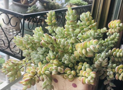 凤梨盆栽如何养殖？光照和水分如何把握