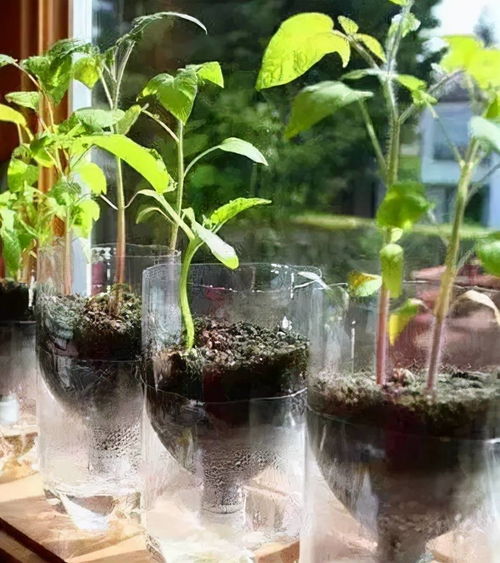 蓬莱松浇水应该选择什么时间，以及有哪些正确的浇水方法呢