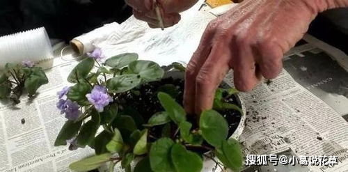 非洲堇叶片易扦插繁殖