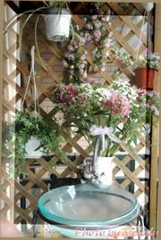 锦癸花的价格之谜