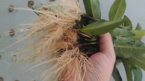 自制生根液最简单方法，如何制作高效生根剂？