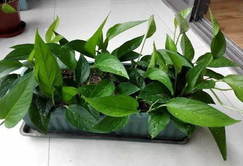 绿萝盆栽不长枝叶的原因