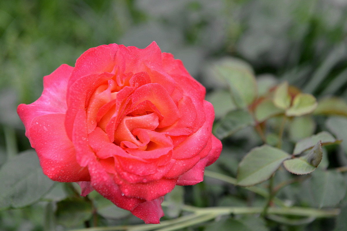 花好月圆夜，月季情缘