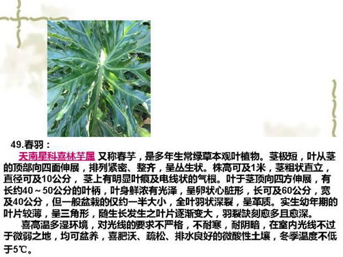 南方热浪来袭，种什么作物不会晒死？懒人种植清单大揭秘！