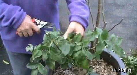 修剪促进月季树生长