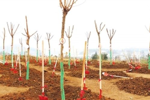 元宝枫育苗种子的用量揭秘