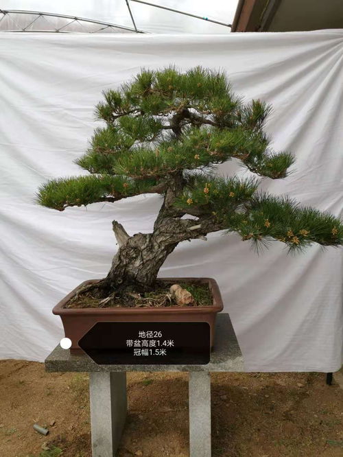 种植技术与管理