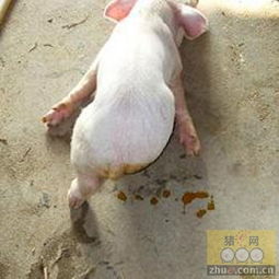 防控猪群腹泻，立即实施综合防疫措施