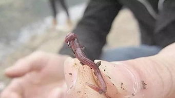 蚯蚓钓鱼，如何正确挂钩