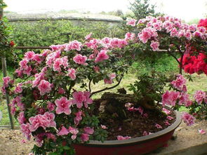 新手种植者的福音