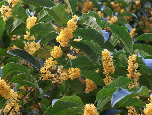 桂花什么季节开？不同品种开放时间有区别吗