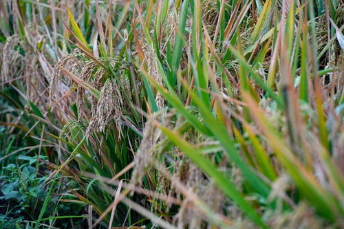 蕞新检测：网红草种，真的靠谱吗？