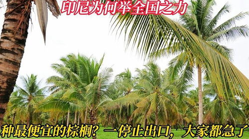 我国棕树种类揭秘