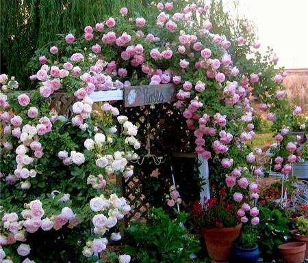 土壤：肥沃、疏松、透气，这才是藤本月季的菜！