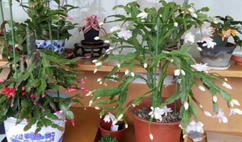 蟹爪兰不开花？试试这些方法