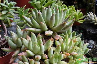 如何让多肉植物恢复生机？