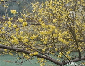 腊梅花泡水喝，享受香气与药效