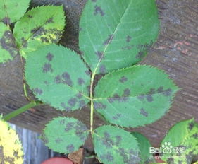 病虫害防治，不Neng掉以轻心