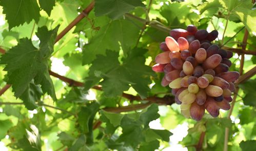 中医药典中的雅称