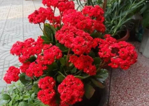 长寿花：减轻空气干燥， 提高睡眠质量