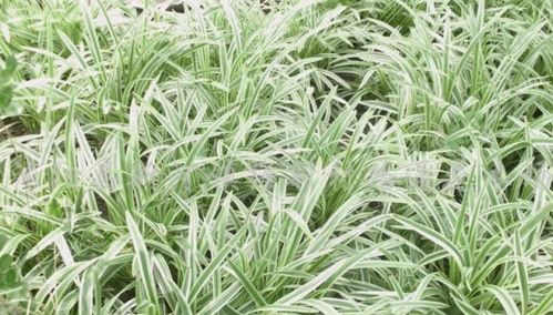 沿阶草与蜀葵：美丽植物的多样选择