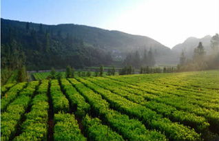钦州山茶油基地：专业供应高品质山茶苗，联系方式一查便知！